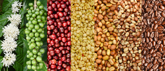 Different stages of coffee from farm to cup.