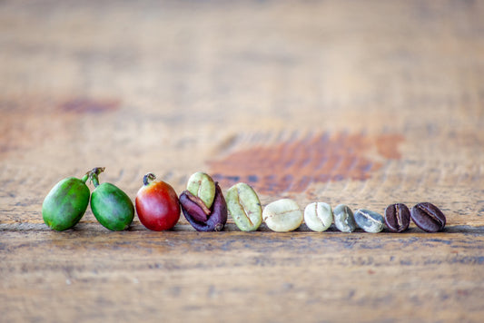 Journey of coffee from raw fruit to roasted bean